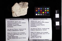 Foto (Objket + Etiketten) von Culmenformosa triastrixosa (Robins, Feldmann & Schweitzer, 2013) 